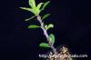 Fouquieria formosa フォークイエリア・フォルモサ image_1