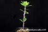 Fouquieria formosa フォークイエリア・フォルモサ image_2