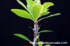 Fouquieria formosa フォークイエリア・フォルモサ image_3