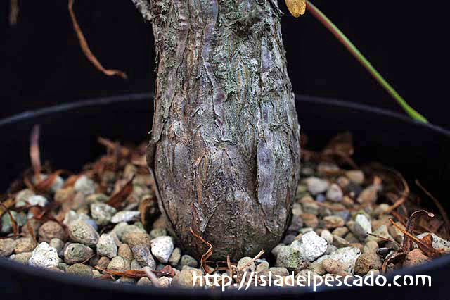 isla del pescado-多肉植物-塊根植物-Fouquieria purpusii isla del pescado-多肉植物-塊根植物-Fouquieria purpusii