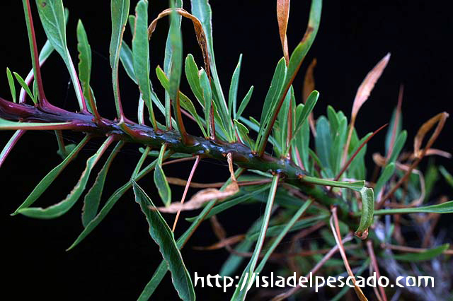 isla del pescado-多肉植物-塊根植物-Fouquieria purpusii isla del pescado-多肉植物-塊根植物-Fouquieria purpusii