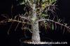 Fouquieria purpusii フォークイエリア・プルプシー image_1