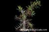 Fouquieria purpusii フォークイエリア・プルプシー image_2