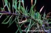 Fouquieria purpusii フォークイエリア・プルプシー image_4