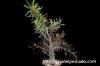 Fouquieria purpusii フォークイエリア・プルプシー image_5