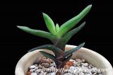 Gasteria rawlinsonii ガステリア・ラウリンソニー