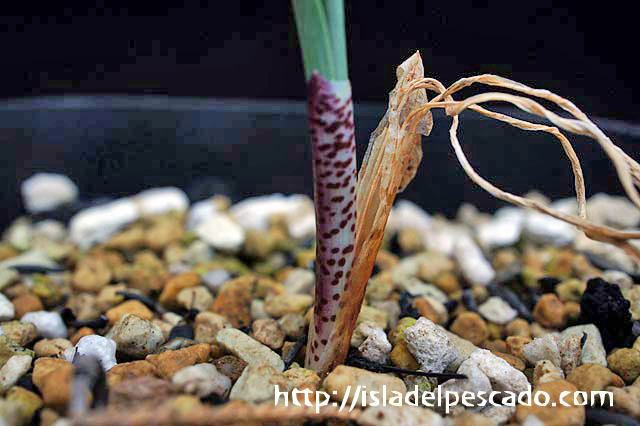 isla del pescado-多肉植物-球根-Gethyllis britteniana