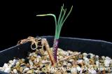 Gethyllis britteniana ゲチリス・ブリッテニアナ