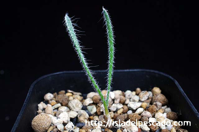 Gethyllis setosa. (tin type) ゲチリス・セトーサ（細葉）