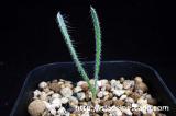 Gethyllis setosa. (tin type) ゲチリス・セトーサ（細葉）