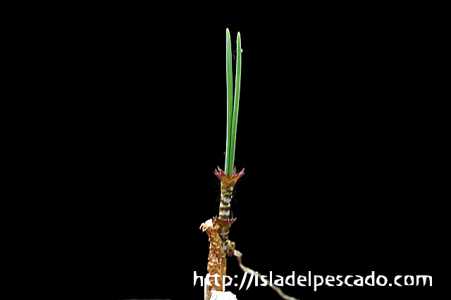 isla del pescado-多肉植物-球根-Gethyllis verticillata