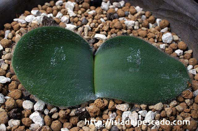 Haemanthus humilis ハエマンサス・フミリス