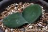 Haemanthus humilis ハエマンサス・フミリス image_2