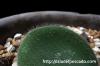 Haemanthus humilis ハエマンサス・フミリス image_3