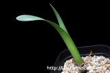 Haemanthus montanus ハエマンサス・モンタヌス