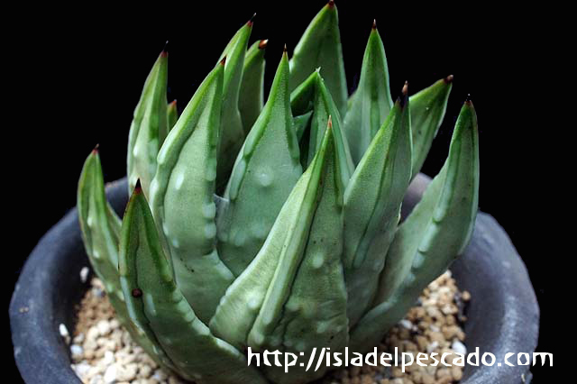 Haworthia marginata ハオルチア・マージナタ