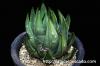 Haworthia marginata ハオルチア・マージナタ image_2
