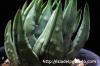 Haworthia marginata ハオルチア・マージナタ image_3