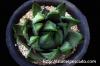 Haworthia marginata ハオルチア・マージナタ image_4