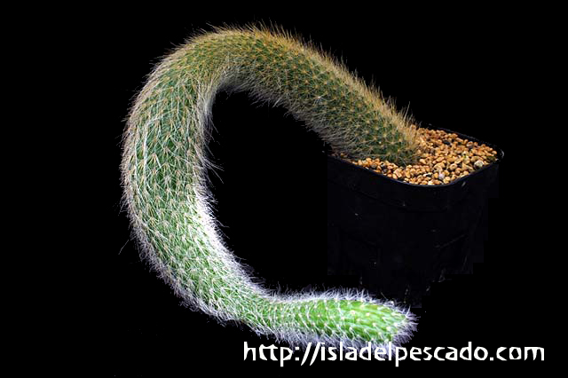 Isla Del Pescado 多肉植物 サボテン Hildewintera Colademononis