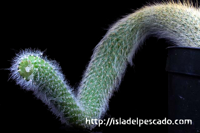 Isla Del Pescado 多肉植物 サボテン Hildewintera Colademononis