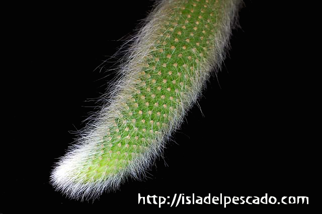 Isla Del Pescado 多肉植物 サボテン Hildewintera Colademononis Isla Del Pescado 多肉植物 サボテン Hildewintera Colademononis