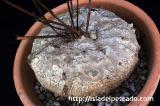 Ipomoea welwitschii イポメア・ウェルウィッチー