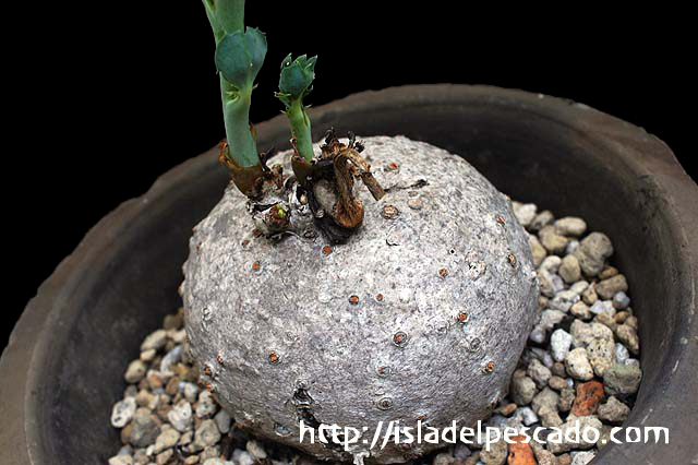isla del pescado-多肉植物-塊根植物-Jatropha berlandieri isla del pescado-多肉植物-塊根植物-Jatropha berlandieri