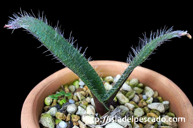 Lachenalia comptonii ラケナリア・コンプトニー