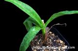 Ledebouria socialis 'Paucifolia' レデボウリア・ソシアリス “パウシフォリア”