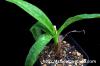 Ledebouria socialis 'Paucifolia' レデボウリア・ソシアリス “パウシフォリア” image_1