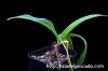 Ledebouria socialis 'Paucifolia' レデボウリア・ソシアリス “パウシフォリア” image_2