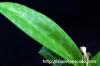 Ledebouria socialis 'Paucifolia' レデボウリア・ソシアリス “パウシフォリア” image_3