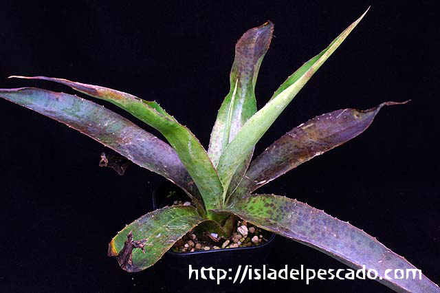 isla del pescado-多肉植物-リュウゼツラン科-Mangave 'Jaguar'