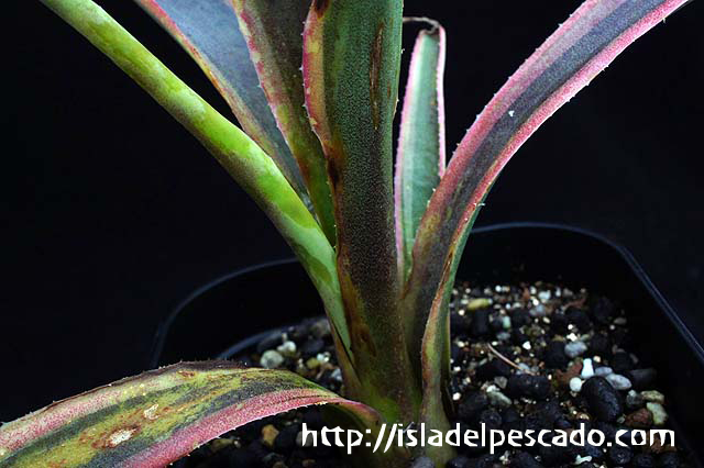 isla del pescado-多肉植物-リュウゼツラン科-Mangave kaleidoscope