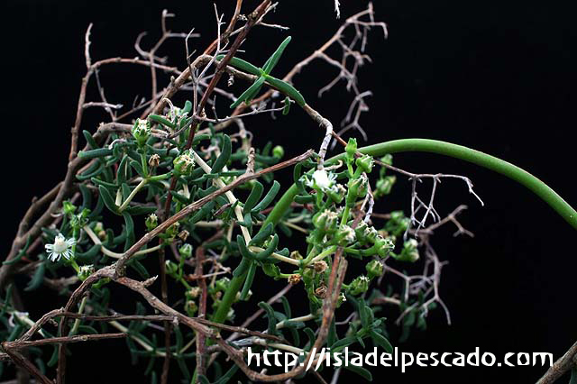 isla del pescado-多肉植物-塊根植物-Mestoklema tuberosum