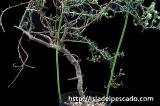 Mestoklema tuberosum メストクレマ・ツベローサム