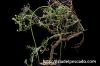 Mestoklema tuberosum メストクレマ・ツベローサム image_2