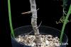 Mestoklema tuberosum メストクレマ・ツベローサム image_4
