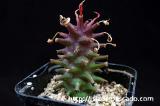 Monadenium sp. 'Tanzania Red' モナデニウム sp. 'タンザニア・レッド'