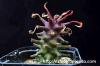Monadenium sp. 'Tanzania Red' モナデニウム sp. 'タンザニア・レッド' image_2