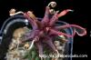 Monadenium sp. 'Tanzania Red' モナデニウム sp. 'タンザニア・レッド' image_3