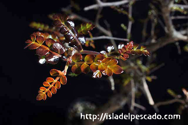 isla del pescado-多肉植物-塊根植物-Operculicarya decaryi