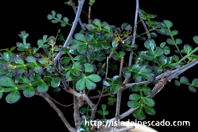 Isla Del Pescado 多肉植物 塊根植物 Operculicarya Decaryi