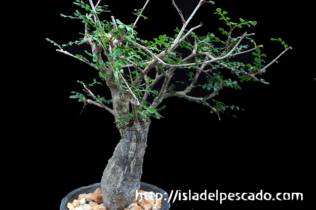 isla del pescado-多肉植物-塊根植物-Operculicarya decaryi