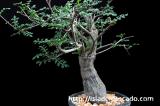 Operculicarya decaryi オペルクリカリア・デカリー