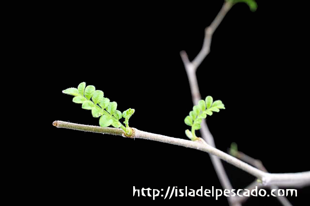 実生 オペルクリカリア ヒファエノイデス【Operculicarya hyphaenoides