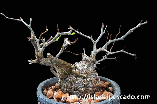 国内正規品】 - P69 オペルクリカリア パキプス pachypus 塊根植物