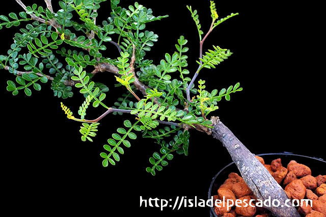 Isla Del Pescado 多肉植物 塊根植物 Operculicarya Pachypus