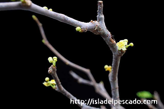 Isla Del Pescado 多肉植物 塊根植物 Operculicarya Pachypus